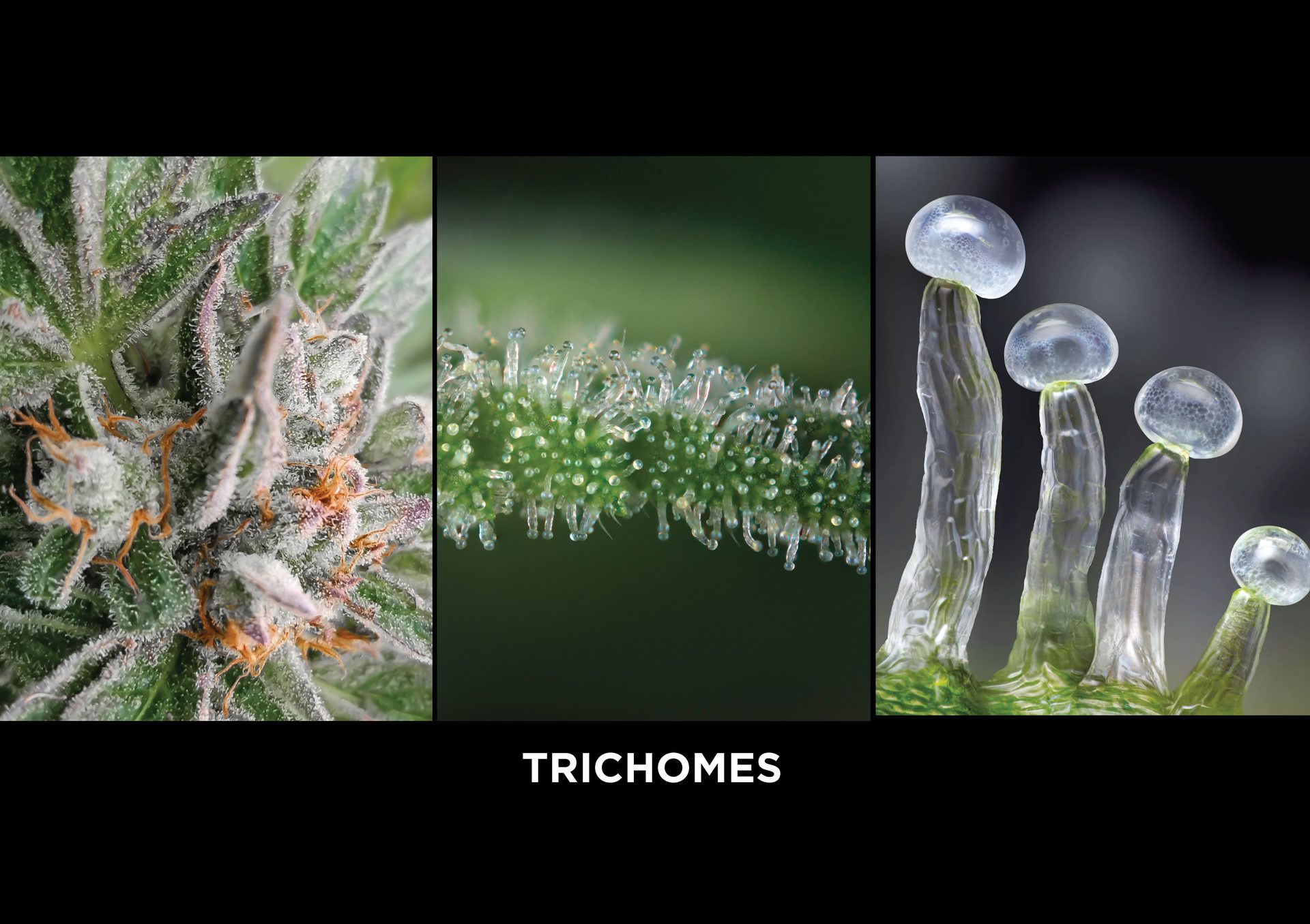 IridescentMed Trichomes by Prompt Design